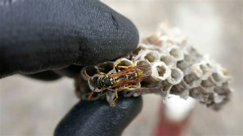 wasps exterminator delaware cost